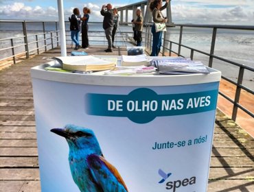 De olhos nas Aves em Beirolas, dia 1 de novembro