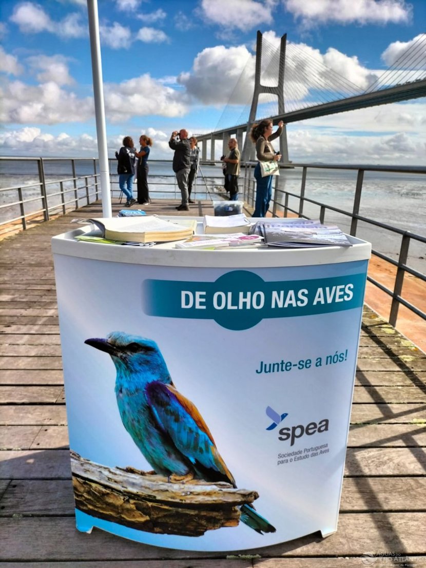 De olhos nas Aves em Beirolas, dia 1 de novembro