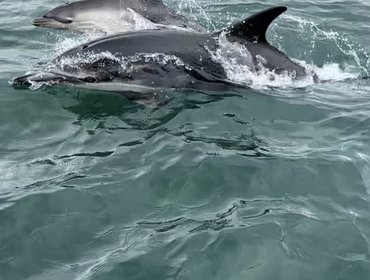 Crianças têm dia encantado ao avistarem golfinhos na barra do Tejo 