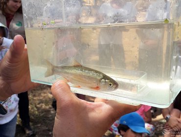 Fundo Ambiental financia Projeto Peixes Nativos