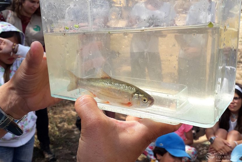 Fundo Ambiental financia Projeto Peixes Nativos