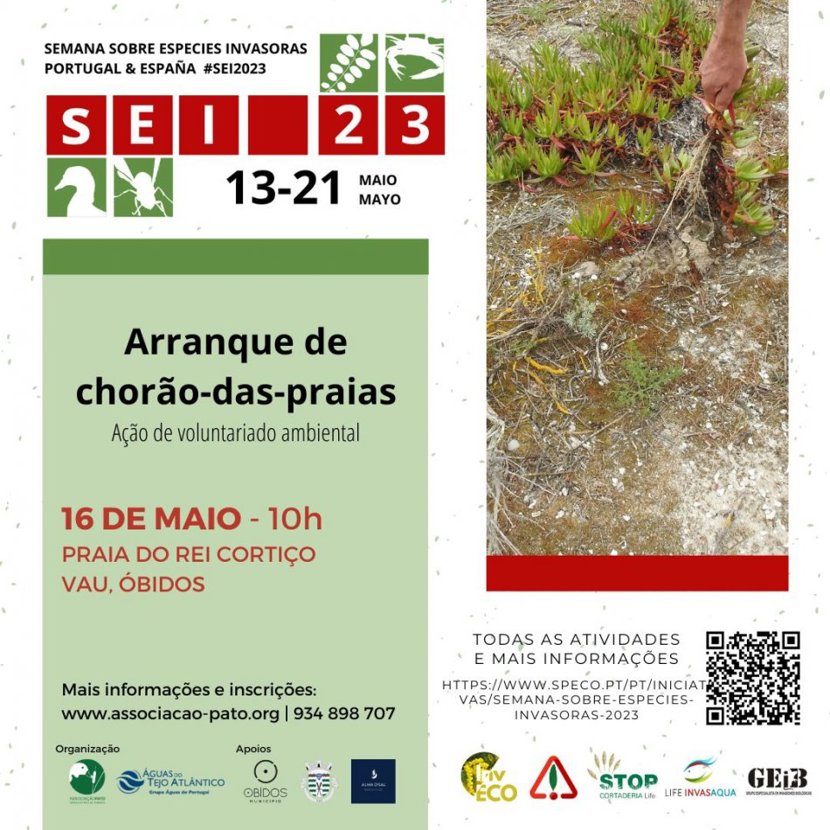 Voluntariado para remoção de plantas invasoras na praia do Rei Cortiço